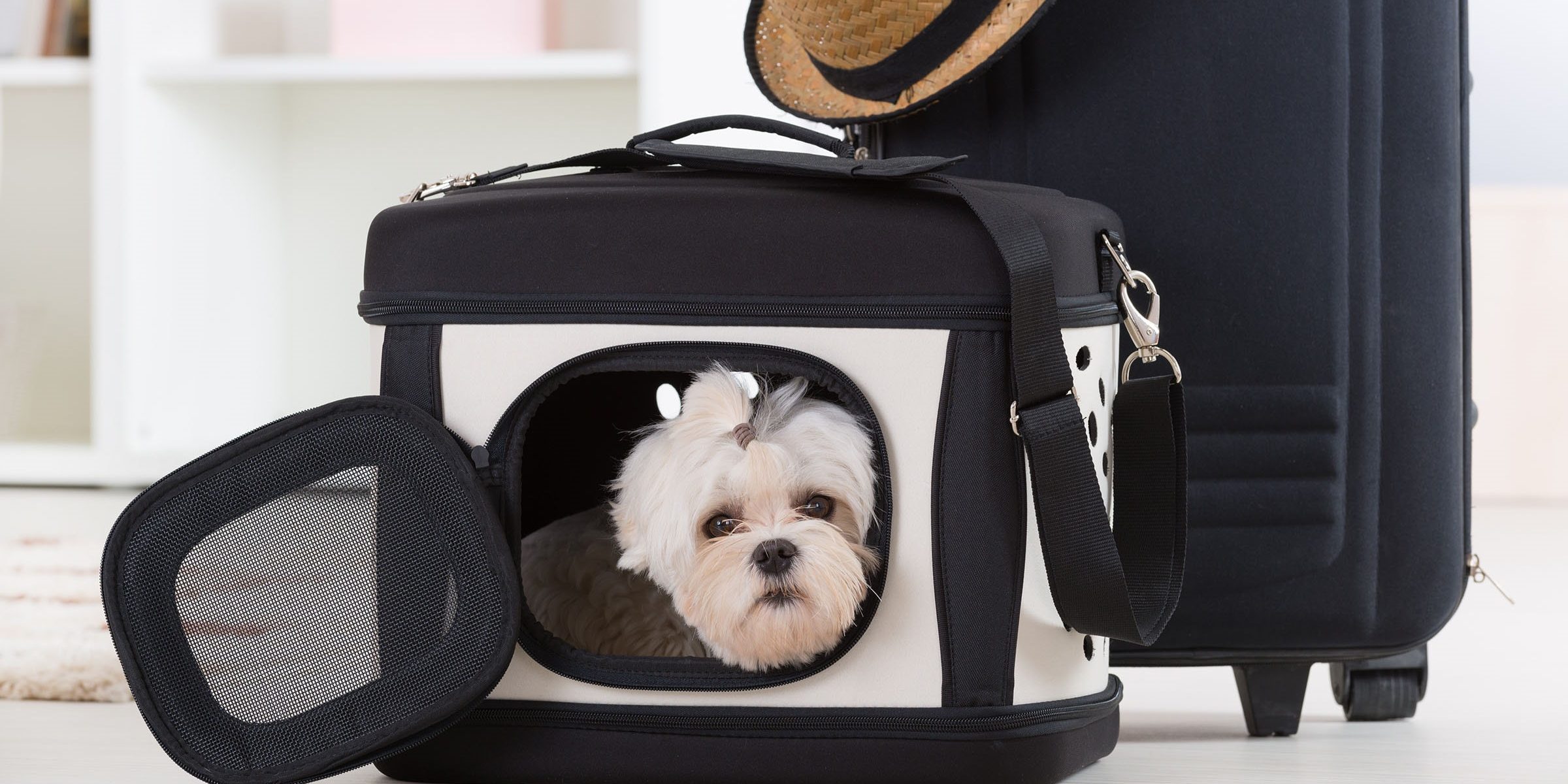 Nok Air quy định vận chuyển vật nuôi