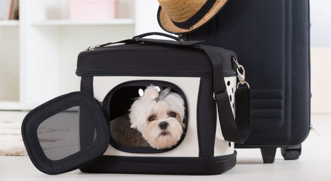 Nok Air quy định vận chuyển vật nuôi