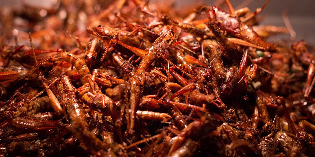 con trung chien thai lan Những món ăn không "dám thử" khi đi du lịch Thái Lan