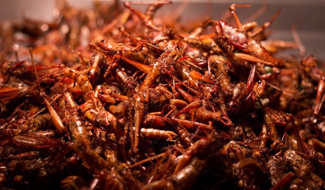 con trung chien thai lan Những món ăn không "dám thử" khi đi du lịch Thái Lan